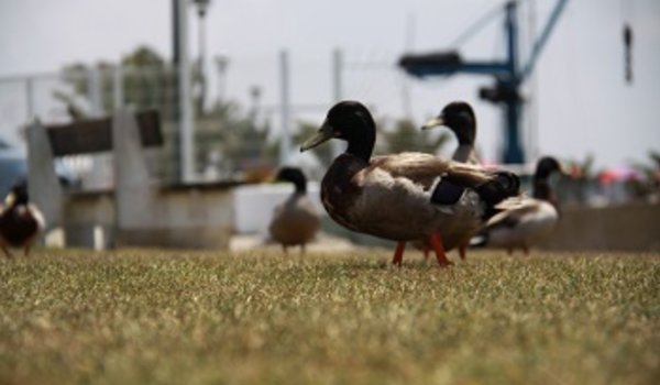 Birdwatching patos