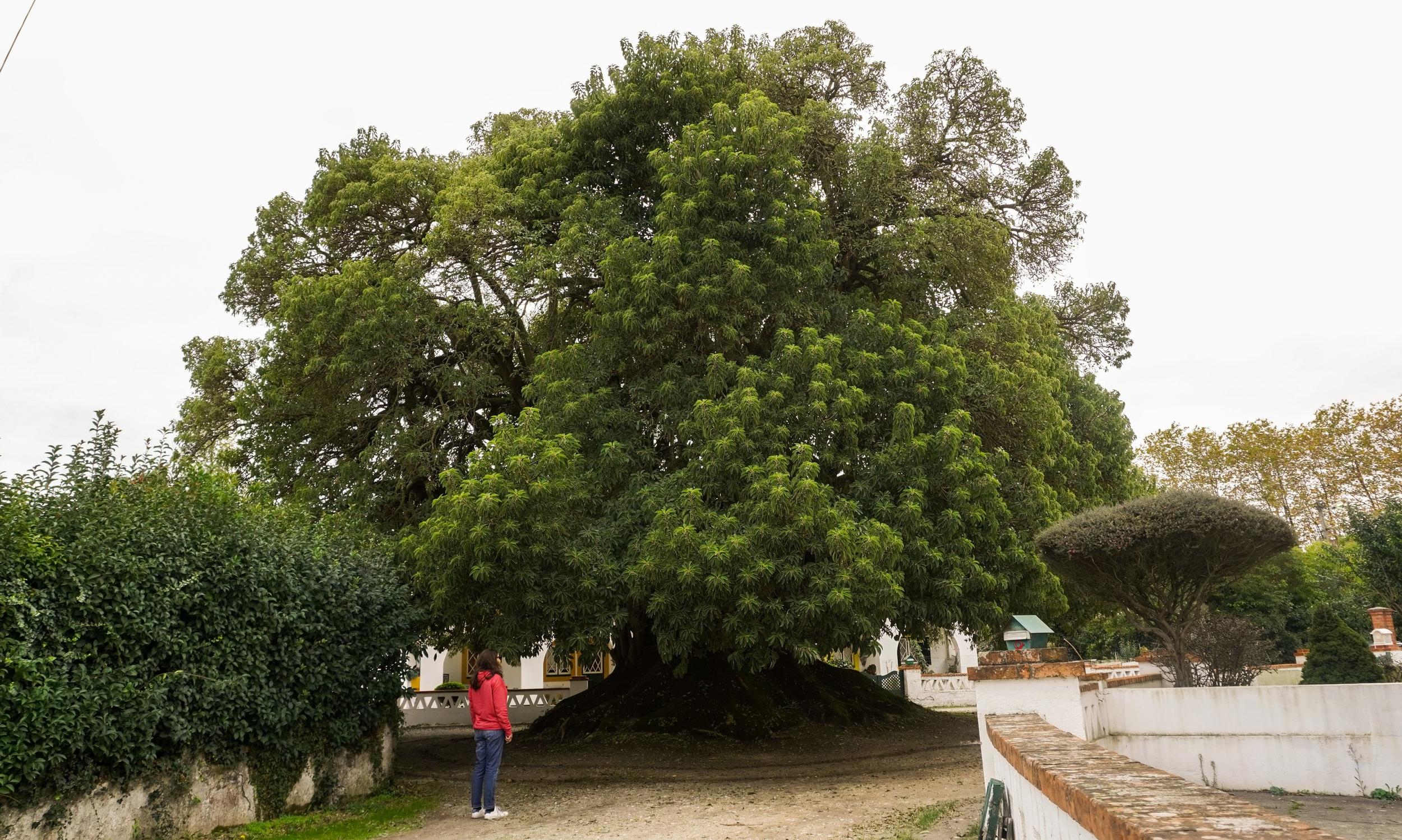 Bela Sombra (Phytolacca Dioica L.)